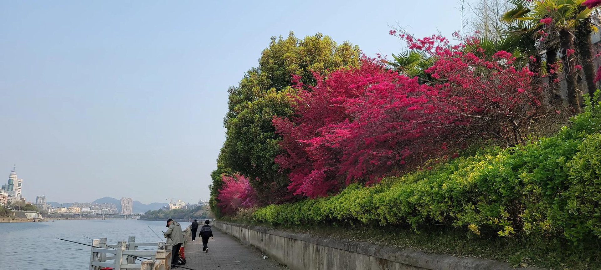 南昌花卉网